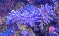 Corals - Anemones, Mushrooms, Toadstools, Kenyas