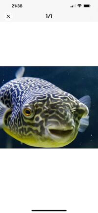 10-12 inches mbu puffer fish £250 Sold