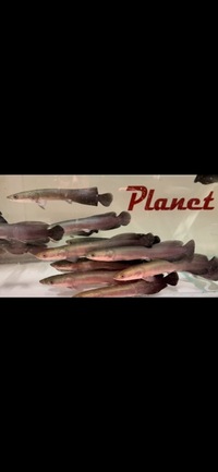 Arapaima Gigas Planet Arowana Sold Out