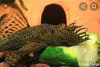 Bristlenose Plecos,shrimps and guppies