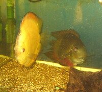 Single Discus for sale
