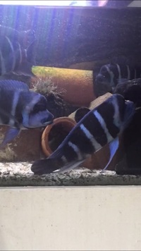Blue Moba Frontosa adult breeding group