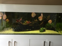 Complete (600 litre) Aquarium set-up for sale