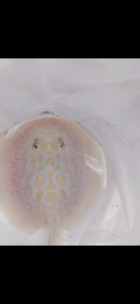 PLANET AROWANA SPECIAL SPRING SALE UP TO 30% OFF ON SELECTED STOCK