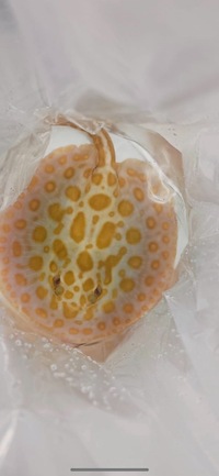 PLANET AROWANA SPECIAL SPRING SALE UP TO 30% OFF ON SELECTED STOCK