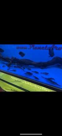 PLANET AROWANA SPECIAL SPRING SALE UP TO 30% OFF ON SELECTED STOCK