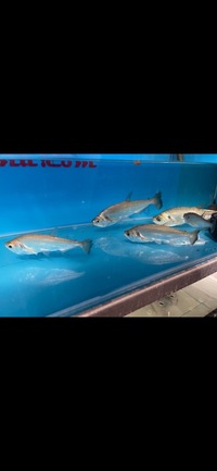 PLANET AROWANA SPECIAL SPRING SALE UP TO 30% OFF ON SELECTED STOCK