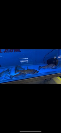 PLANET AROWANA SPECIAL SPRING SALE UP TO 30% OFF ON SELECTED STOCK