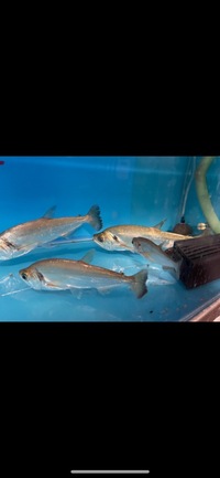 PLANET AROWANA SPECIAL SPRING SALE UP TO 30% OFF ON SELECTED STOCK