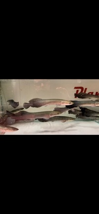 PLANET AROWANA SPECIAL SPRING SALE UP TO 30% OFF ON SELECTED STOCK