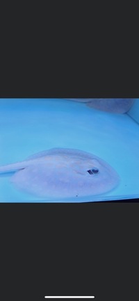 PLANET AROWANA SPECIAL SPRING SALE UP TO 30% OFF ON SELECTED STOCK
