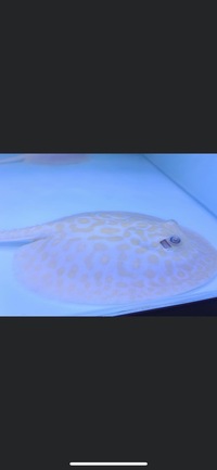 PLANET AROWANA SPECIAL SPRING SALE UP TO 30% OFF ON SELECTED STOCK