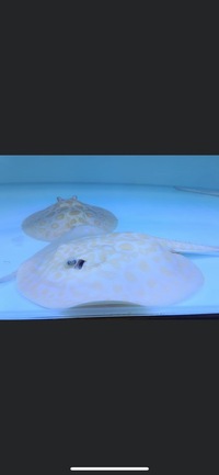 PLANET AROWANA SPECIAL SPRING SALE UP TO 30% OFF ON SELECTED STOCK