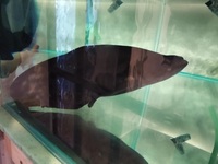 True Piraiba Catfish (Brachyplatystoma filamentosum) FOR SALE