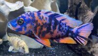 Peacock cichlids for sale - variety of sizes and prices, from juvenile to Adults