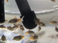 Orange venezuelan Corydoras.10 for £30, 6 for £20, 3 for £10 Collect Peterborough..cory cories