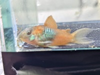 Orange venezuelan Corydoras.10 for £30, 6 for £20, 3 for £10 Collect Peterborough..cory cories