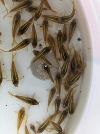 CW009 Green laser Corydoras Cory Collect Peterborough..£10 each.