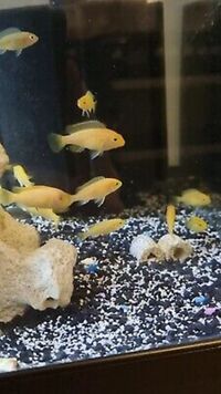 Malawi cichlids babies