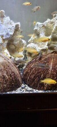 Malawi cichlids babies