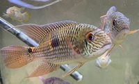 Royal acara Aequidens diadema for sale