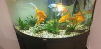 Free 6 Fancy Gold Fish