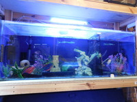 2 yellow cat fish, 1 talking cat fish, 1 filament barb, 1 tyre track eel