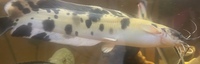 FREE TO GOOD HOME MARBLED CLARIUS CATFISH 12” quite chunky