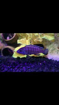 7x cichlids Malawi £60