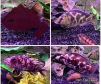 7x cichlids Malawi £60