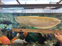 Freshwater Albino Sliver Arowana