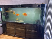 CLEAIR AQUATIC 6.5x2x26 inch aquarium