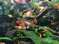 KOHAKU SWORDTAIL FISHES