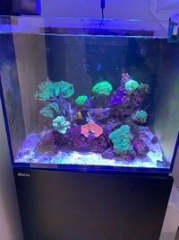 Red Sea reefer 170 full set up