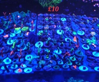 Zoas lps and sps frags derby