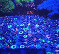 Zoas lps and sps frags derby