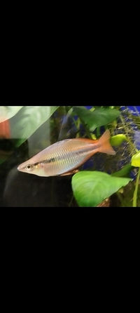 Melanotaenia goldiei rainbow fish