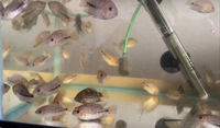 Hybrid Vieja Cichlid babies for sale.