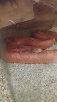 Corn snake with viv needing a new home