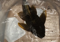 Large Luteus Pleco - Phase 2 - 12inch+ - £400