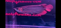 Premium Indonesian Violet Fusion Super Red Arowana