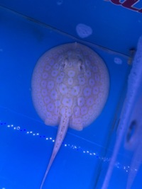 Albino Pearl Stingrays