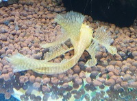 Super Yellow Albino Long Fin bristlenose pleco,    SOLD   