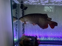 Large arowana with stunning colours for sale