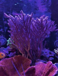 Large gorgonian colony