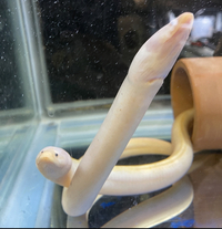 Golden Swamp Tulip Eel