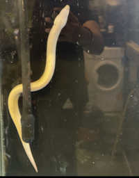 Golden Swamp Tulip Eel