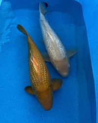 Japanese Koi collection (SEE DETAILS)