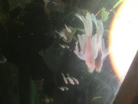 Snow White Ancistrus LONGFINS