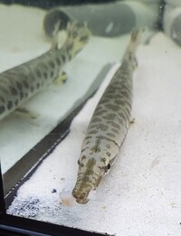 Stock clear out - RTG Asian Arowana, Florida Gar, Giraffe catfish, Ripsaw catfish, Oscar